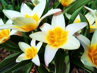 Fototapeta premium Weiße Tulpen Sternblumen im Garten