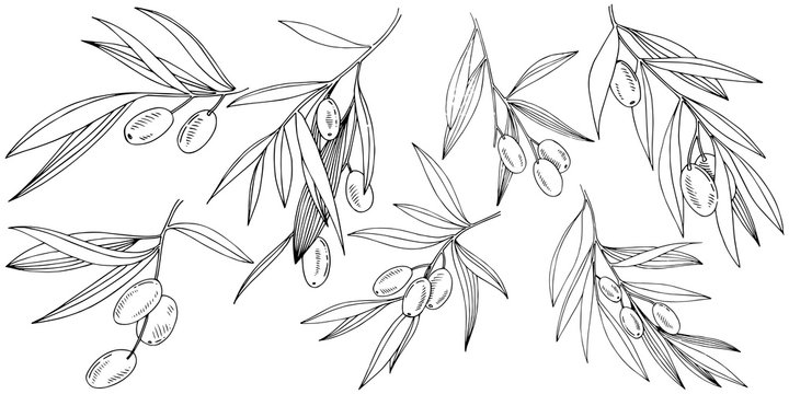 Olives Drawing Olive Branch  Olive Leaf Drawing Png Transparent Png   Transparent Png Image  PNGitem