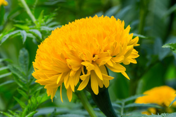 Marigold flowers are bright.