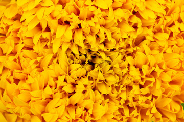 Marigold flowers are bright.