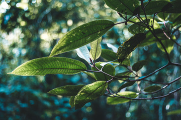 Close-up of Green Plant Leaf with Foliage Pattern Background