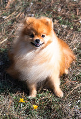 Spitz, a beautiful dog with waving hair in the wind, a domestic pet next to the first spring flowers - crocuses