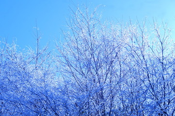 木　着雪　雪　冬