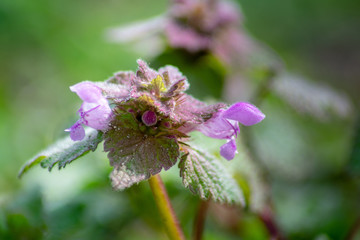 Lamium purpureum