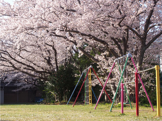 公園の桜（愛知県蒲郡市）