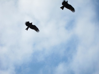 大空を羽ばたく鳥