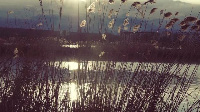 Lake landscape at sunset. Reed on the shore of the lake at sunset