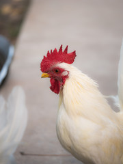 White Bantam Standing