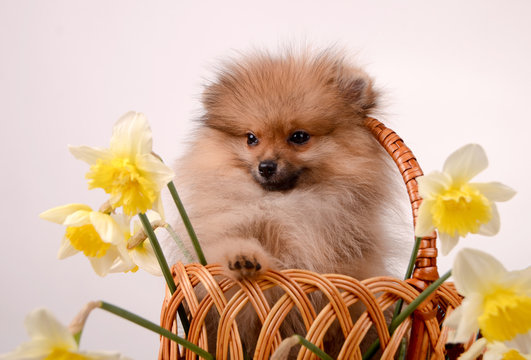 Fluffy puppy in a basket with flowers, pomeranian