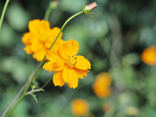 きれいに咲く黄色の花