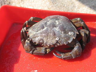 Crabe