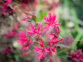 Chinese Witch Hazel Flowers Blooming