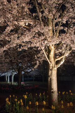 Light up of Cherry Blossom in Narashino City, Chiba Prefecture, Japan