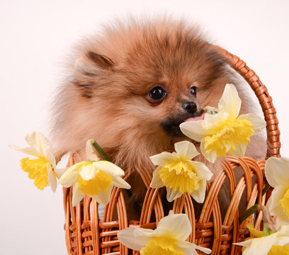 A funny puppy licks a flower