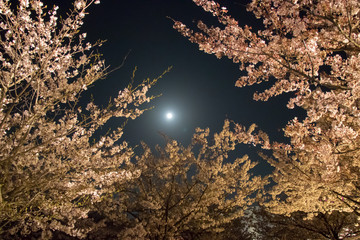 Light up of Cherry Blossom in Narashino City, Chiba Prefecture, Japan