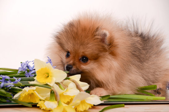 Puppy among flowers, pomeranian