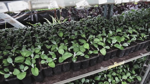 Cineraria in greenhouse or hothouse. Organic hydroponic ornamental plants cultivation nursery farm