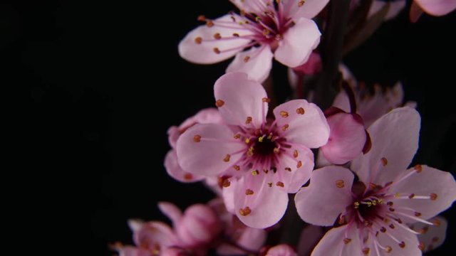 4K macro time lapse video of a beautiful cherry fruit tree flower growing on a black background/Cherry flower blossoming 4k macro time lapse