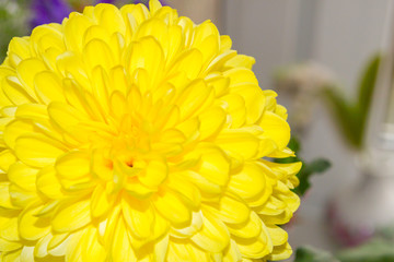 Bright yellow Sunny fluffy chrysanthemum flower in bouquet