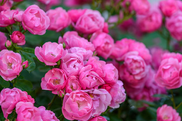 ピンク色の満開のバラの花