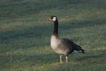 A canada goose hybrid maybe with greylag goose standing on a grass field