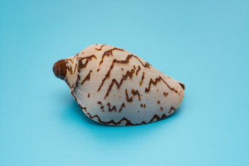 side view cymbiola nobilis marine seashell on blue background