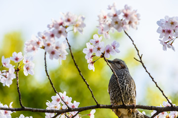 桜と鳥 Cherry Blossoms and bird
