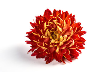 beautiful red chrysanthemum flower on white