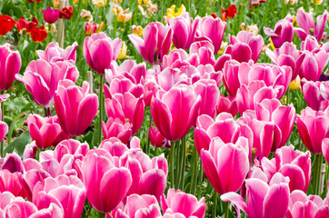 spring flowers, bright tulips on a sunny day