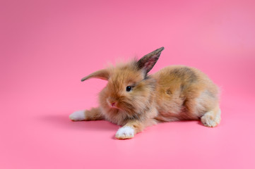 fluffy brown bunny sit on clean pink background, little rabbit