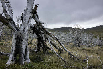 Deadwood Forest in Patagonia