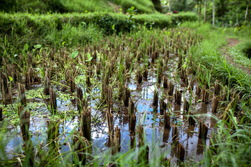 Close up rice green field in water, Asia paddy field in Bali,Indonesia
