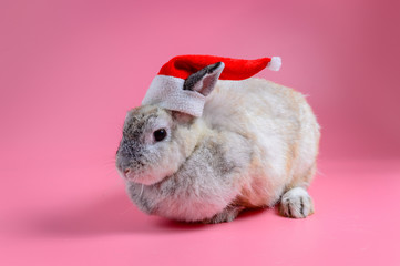 fluffy brown bunny wear red santa claus hat sit on clean pink background
