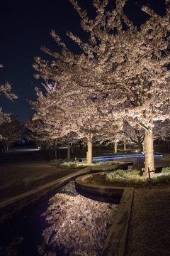 Light up of Cherry Blossom in Narashino City, Chiba Prefecture, Japan