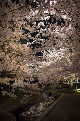 Light up of Cherry Blossom in Narashino City, Chiba Prefecture, Japan