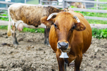 Classic rural farm cowshed. Milking cows. Cows in stable near old wooden rustic shelter. White, red, brown cows. Farming and animal husbandry concept.