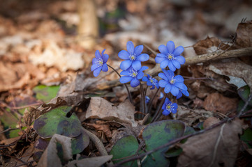 Early spring beautiful flowers - Hepatica nobilis