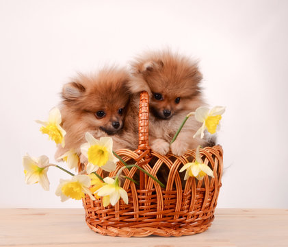 Puppies in a basket, funny bouquet of daffodils and dogs