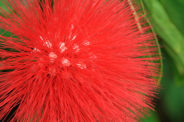 sorbus rufopilosa, red flower bud