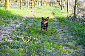 miniature pinscher dog in nature