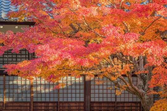 Red meple tree and Japanese house in autumn