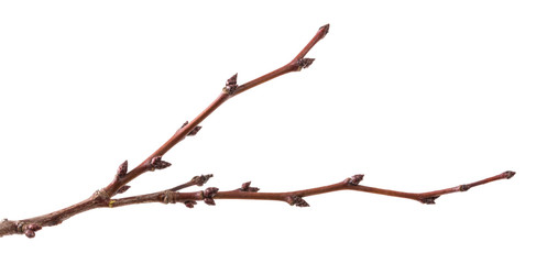 part of dry branch of apricot tree on white background