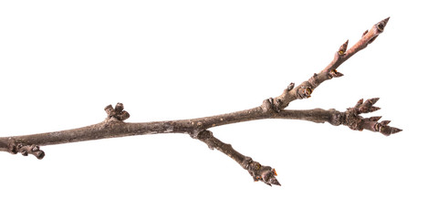 part of a dry twig isolated on white isolated background
