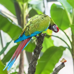 Military Macaw, Ara militaris, funny parrot    © Pascale Gueret