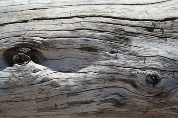 Driftwood