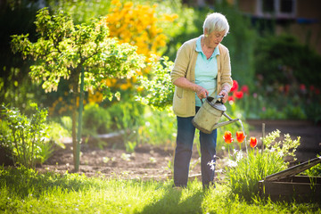 Senior woman doing some gardening in her lovely garden - watering the plants © lightpoet