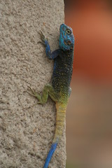 Blue-headed Tree Agama