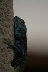 Blue-headed Tree Agama