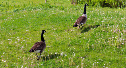 Canadian geese walking on grass in garden, new york, Canada goose