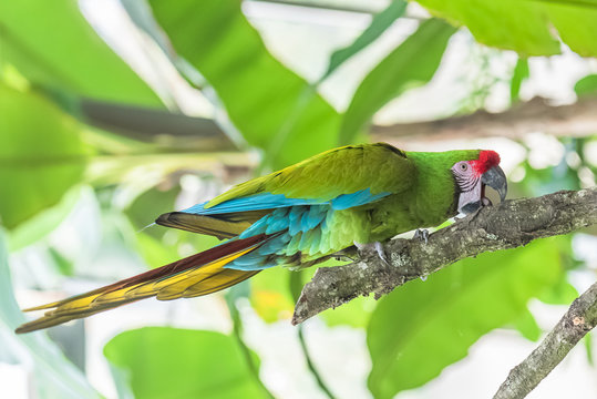 Military Macaw, Ara militaris, funny parrot 
